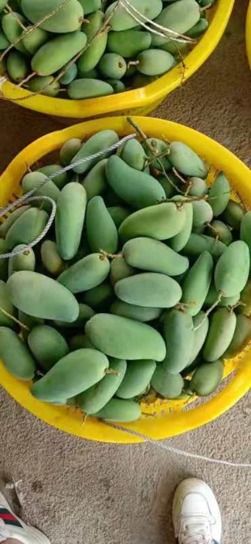白象牙芒果4两以上生果，鲜优果蜀供应链