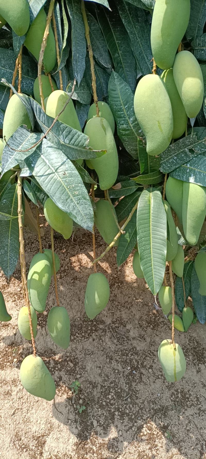 白象牙芒果4两以上生果，鲜优果蜀供应链