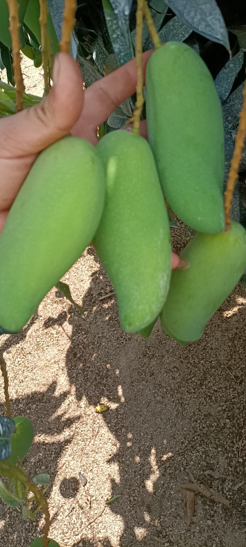 白象牙芒果4两以上生果，鲜优果蜀供应链