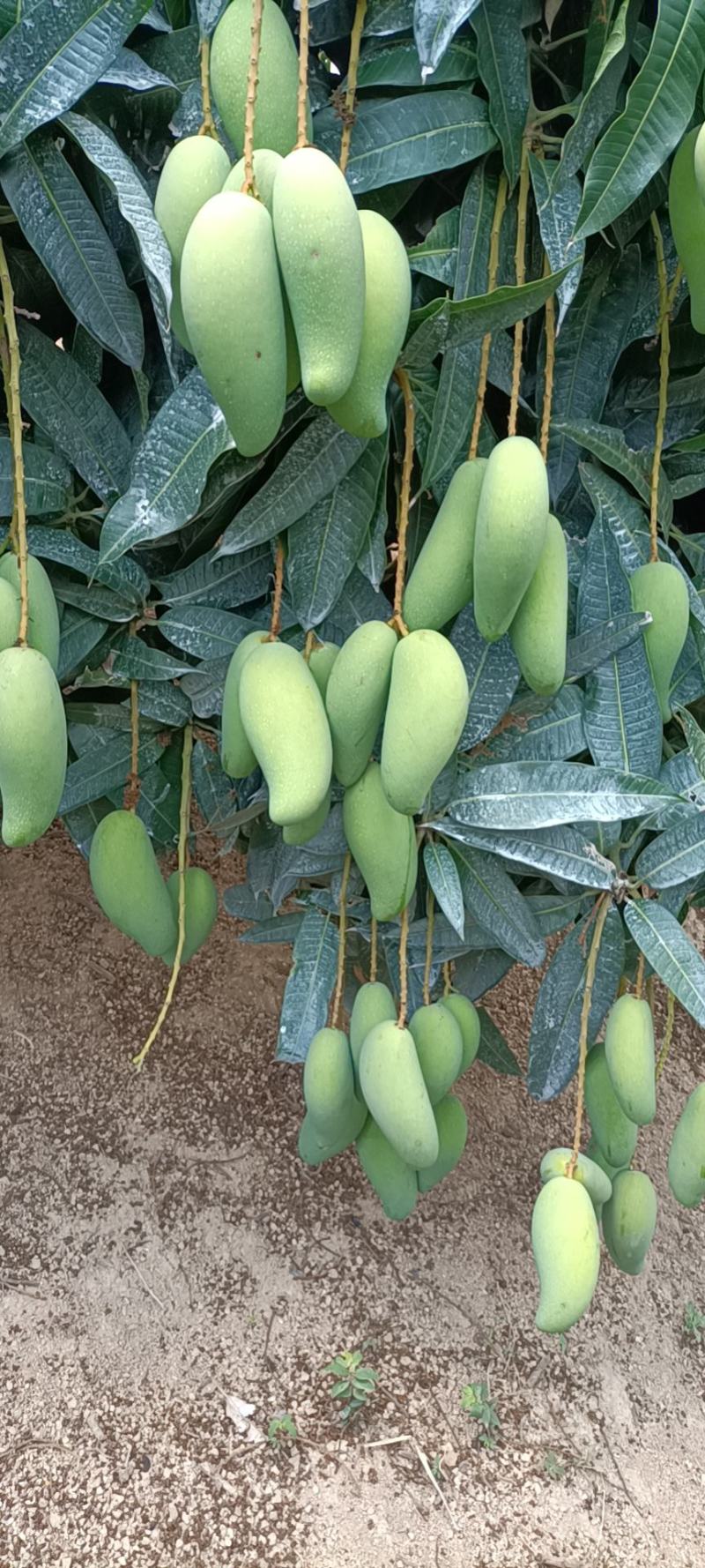 白象牙芒果4两以上生果，鲜优果蜀供应链