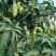白象牙芒果4两以上生果，鲜优果蜀供应链