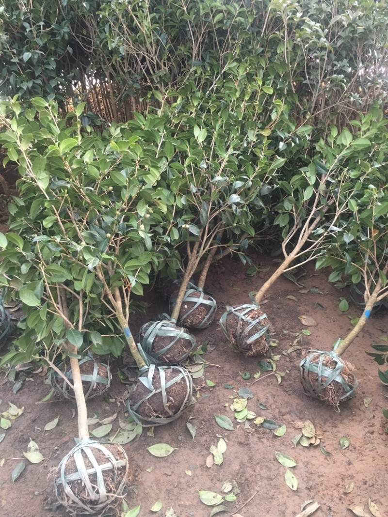 茶梅满堂红四季常青盆栽别墅庭院耐寒耐旱四季好养非温度