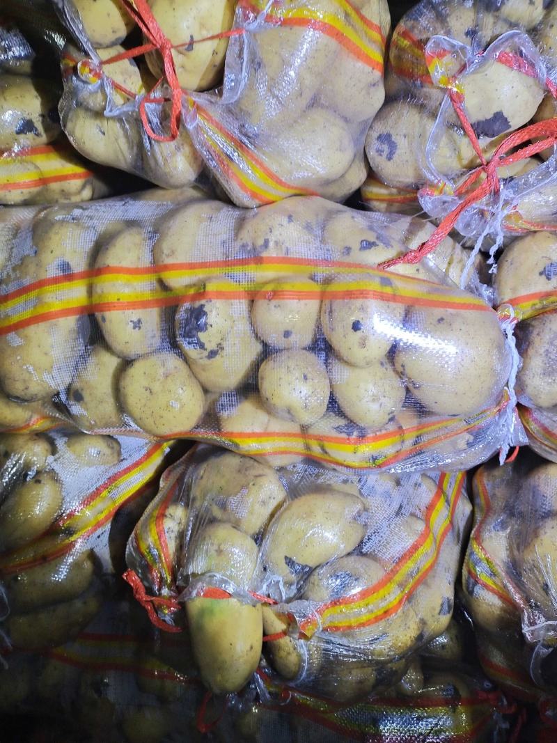 土豆内蒙黄心土豆V7西森土豆一手货源，全国发货，质量保证
