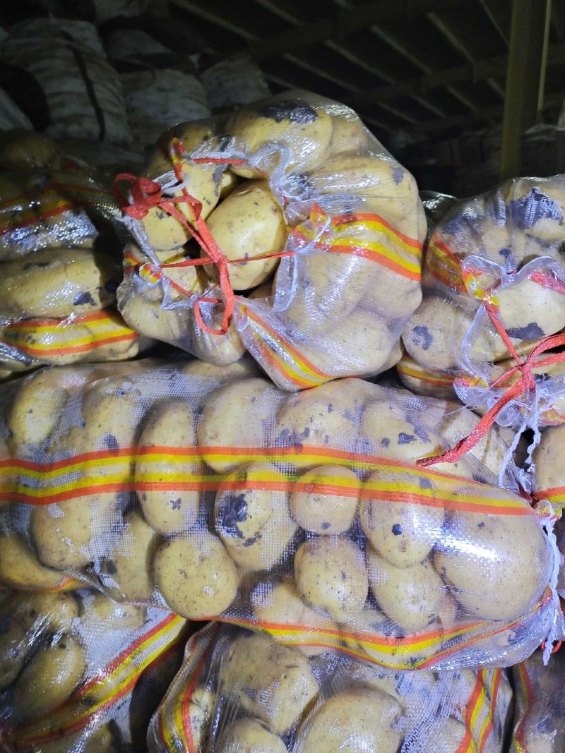 土豆内蒙黄心土豆V7西森土豆一手货源，全国发货，质量保证