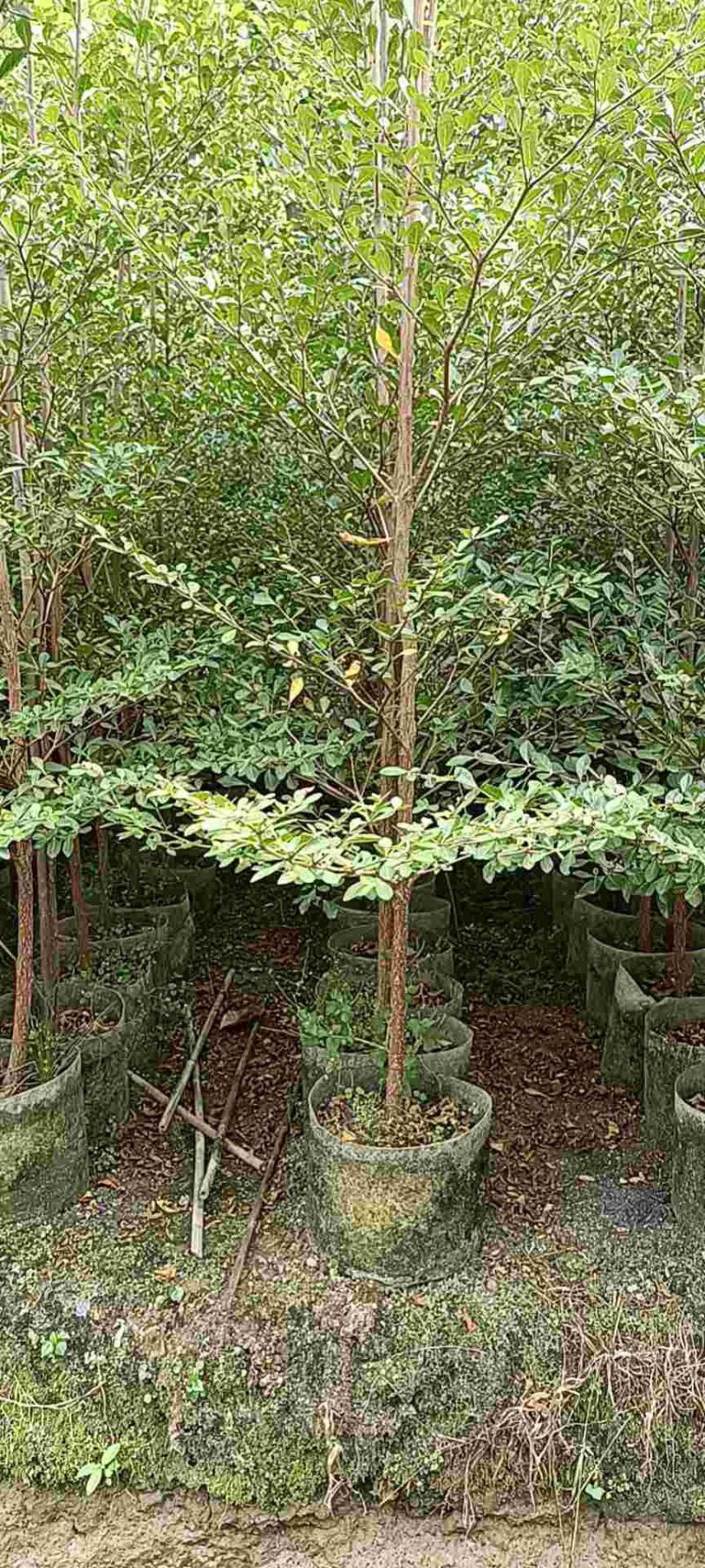 小叶揽仁1.5-2米高，2米至3米还有30高小苗大量经营