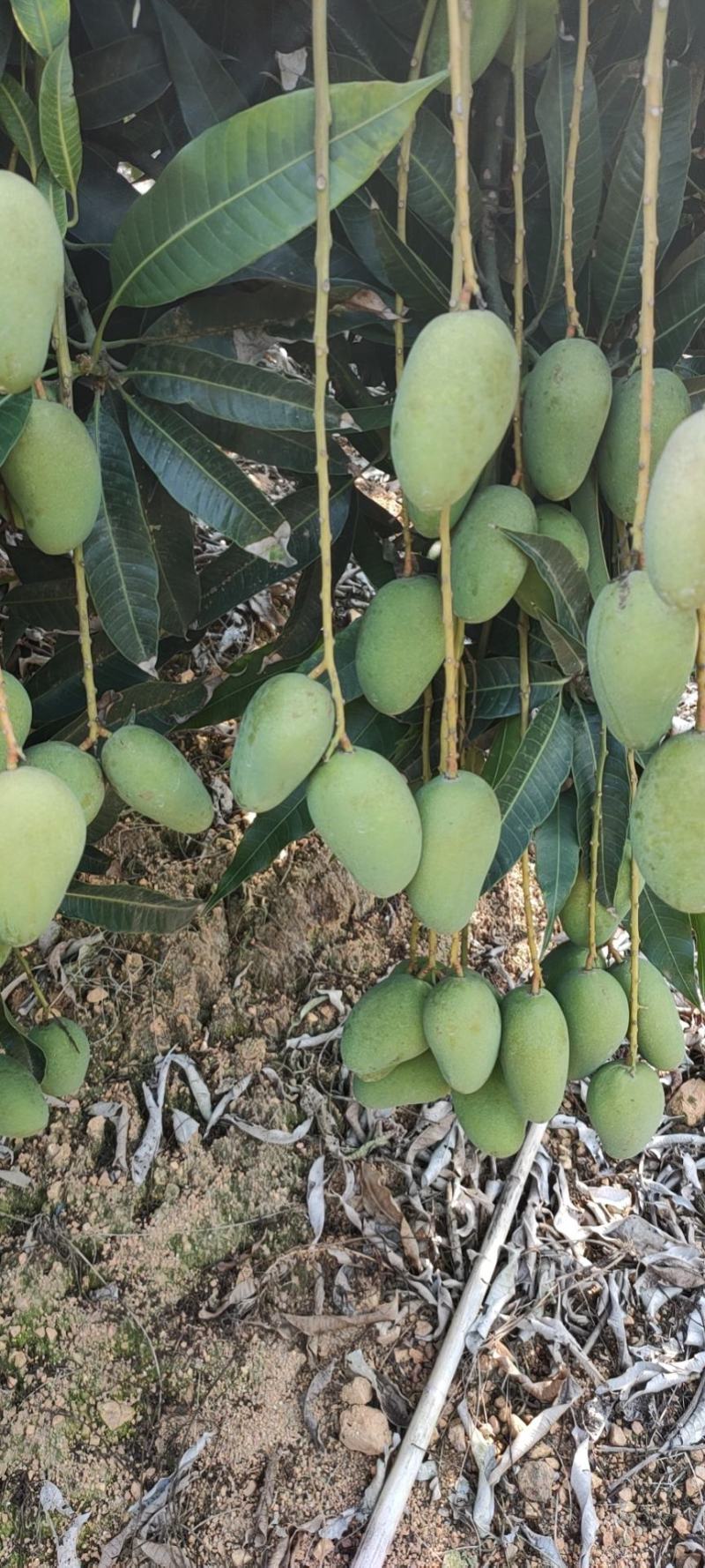 小台芒
