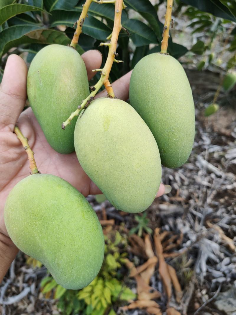 小台芒