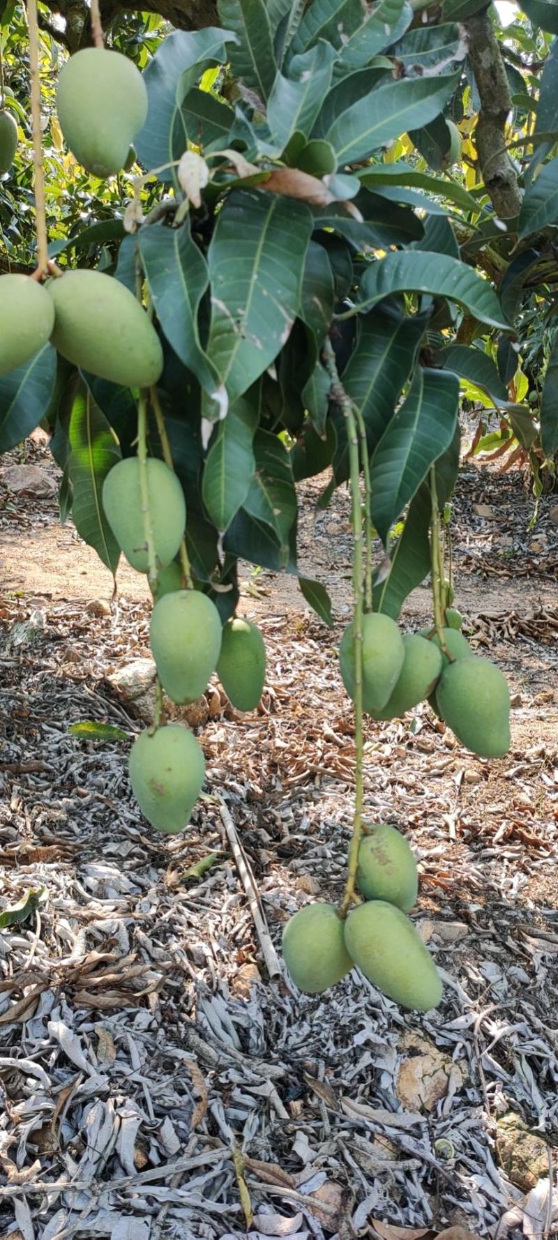 小台芒