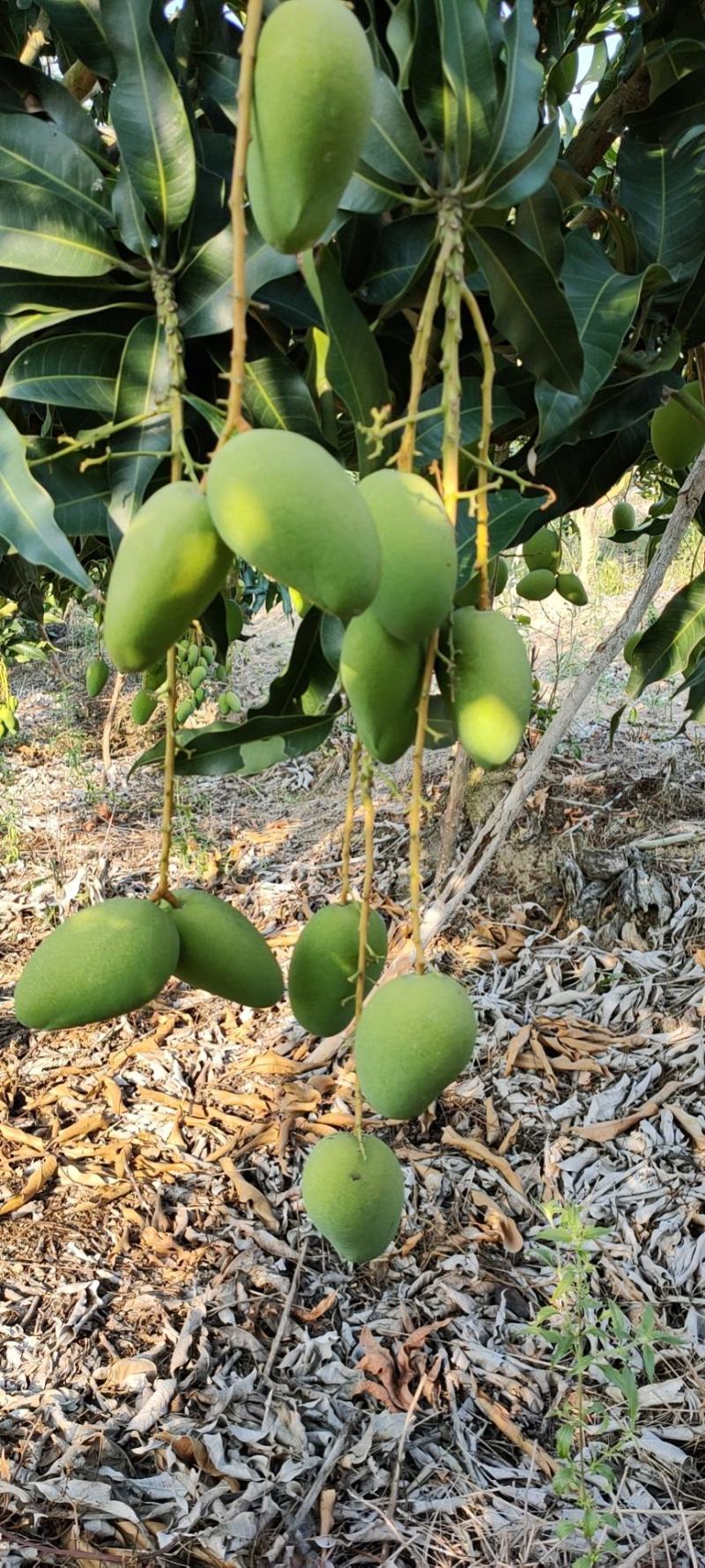 小台芒