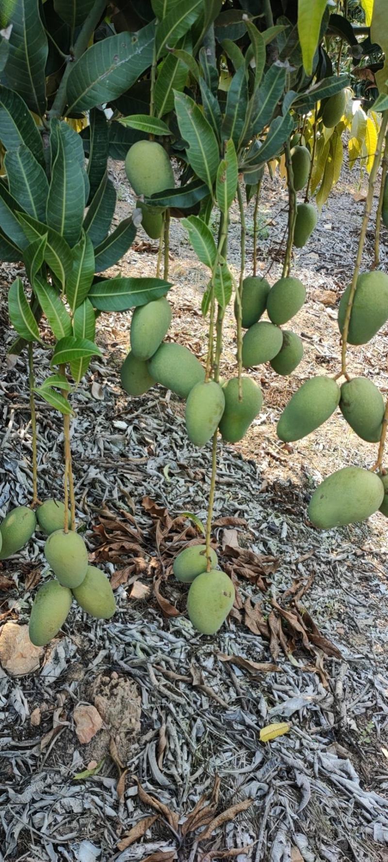 小台芒