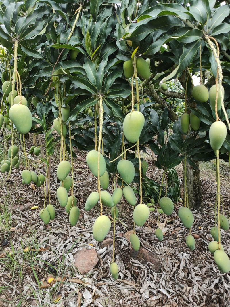 小台芒