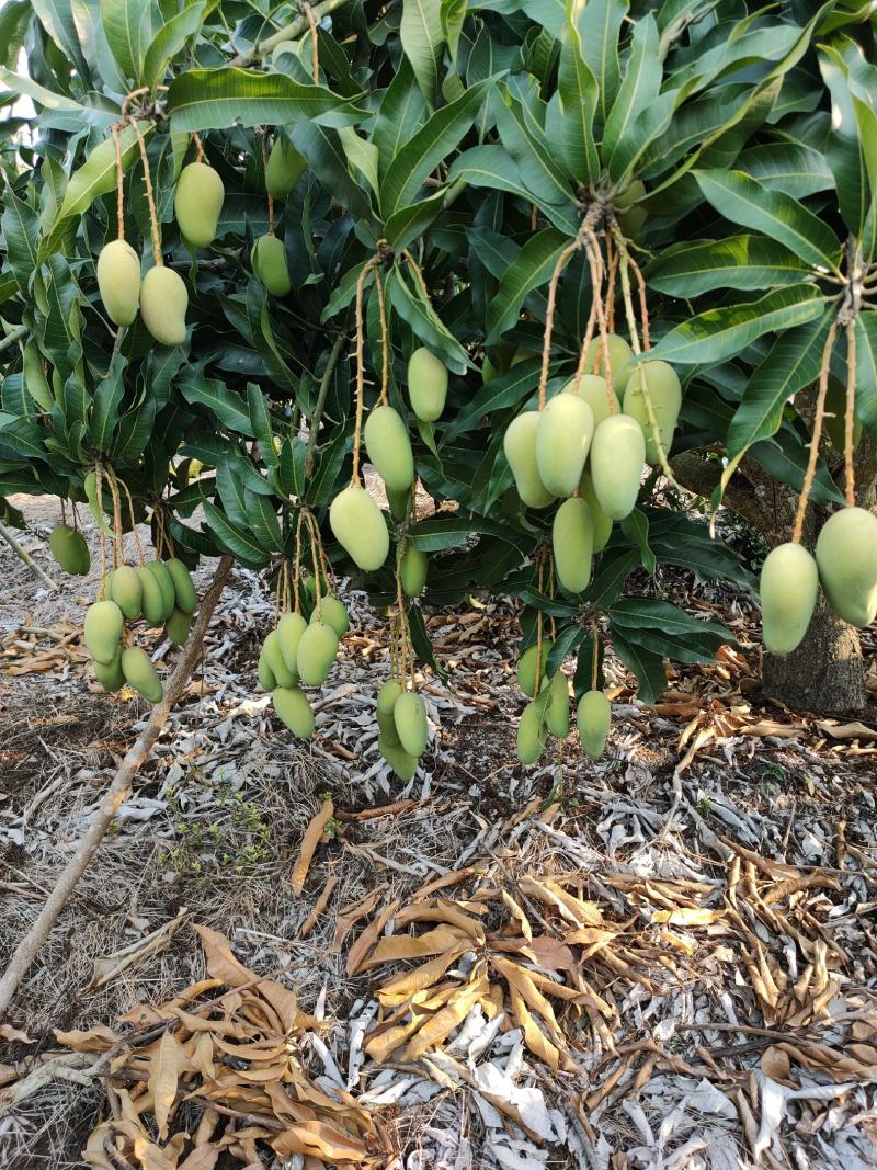 小台芒