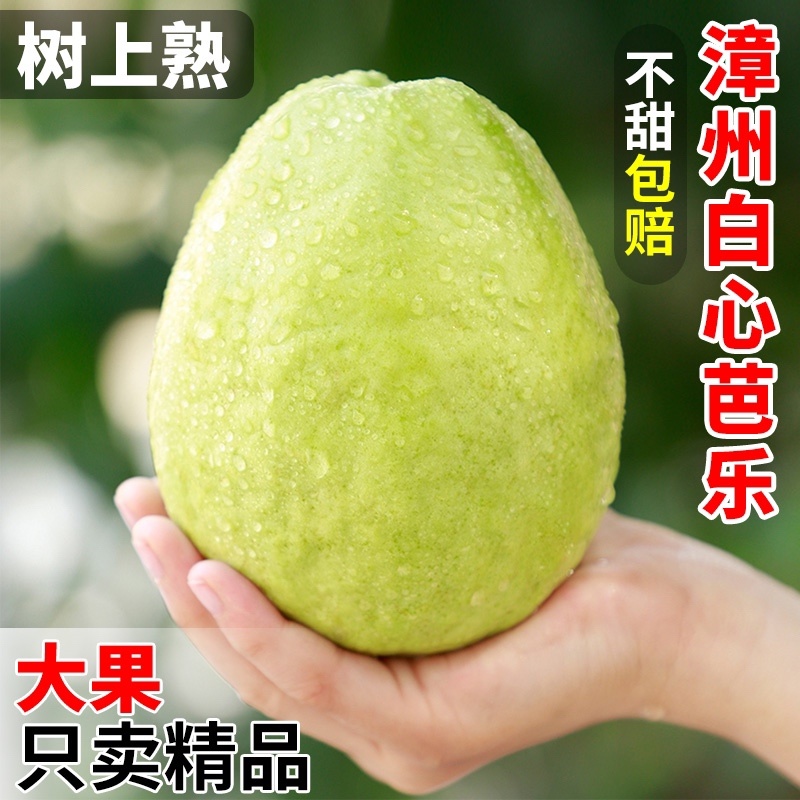 龙海富硒地芭乐五斤番石榴孕妇水果香甜脆口