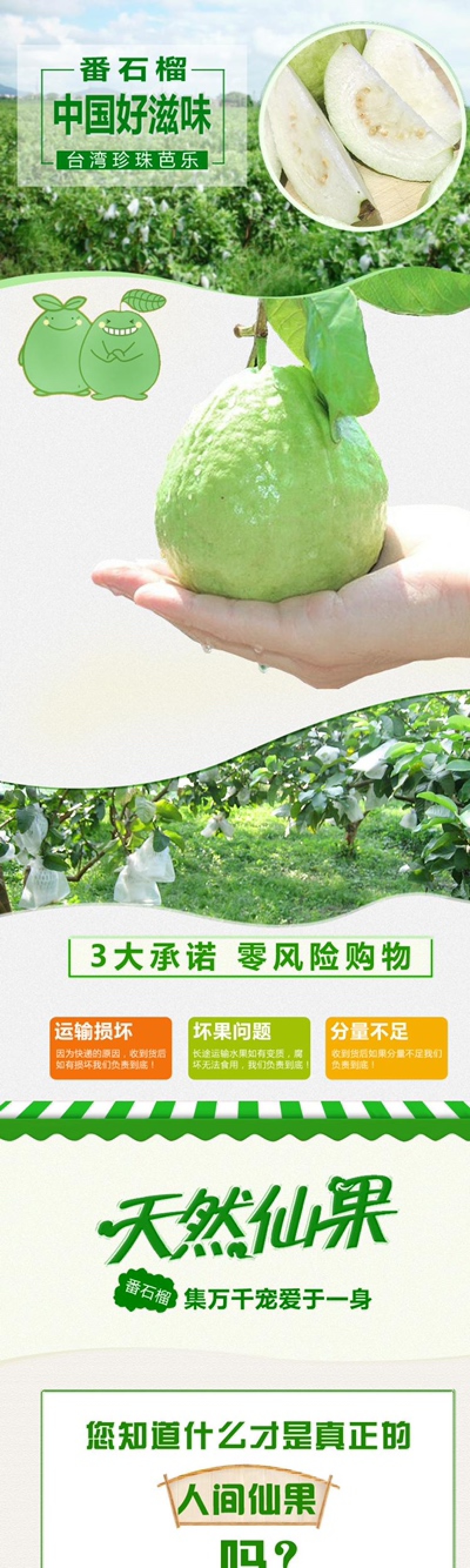 龙海富硒地芭乐五斤番石榴孕妇水果香甜脆口