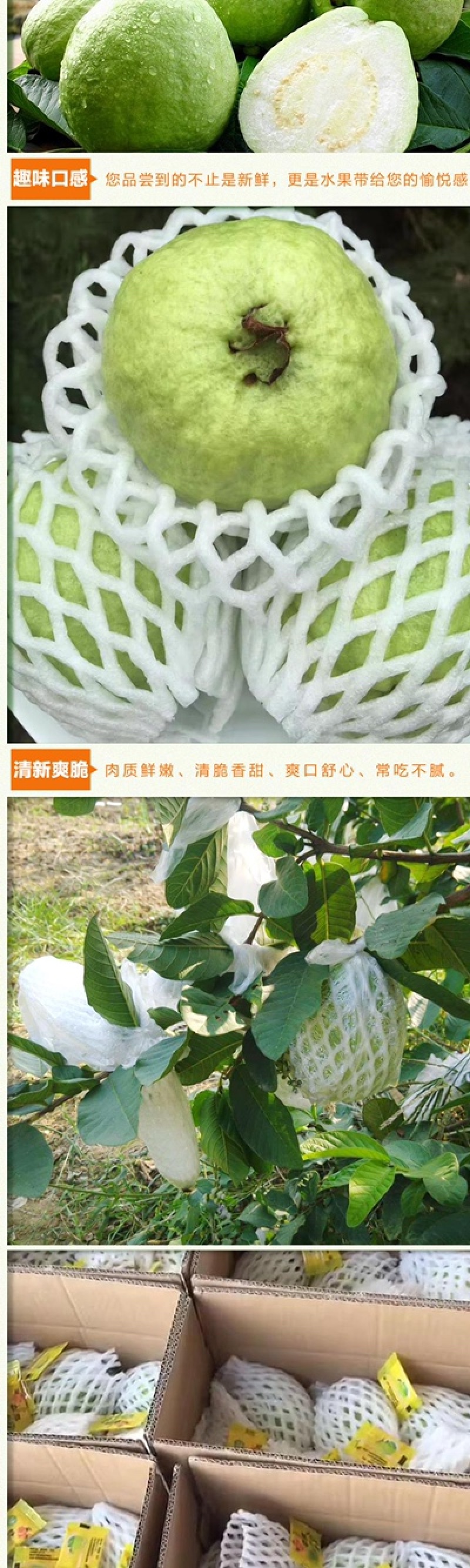 龙海富硒地芭乐五斤番石榴孕妇水果香甜脆口