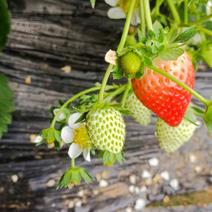 种植户，藏香，久久草莓大量供应