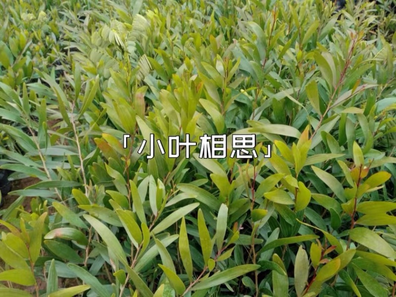 小叶台湾相思树苗山林种植造树品种庭院户外南北适宜易生长