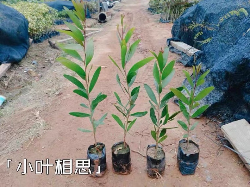 小叶台湾相思树苗山林种植造树品种庭院户外南北适宜易生长