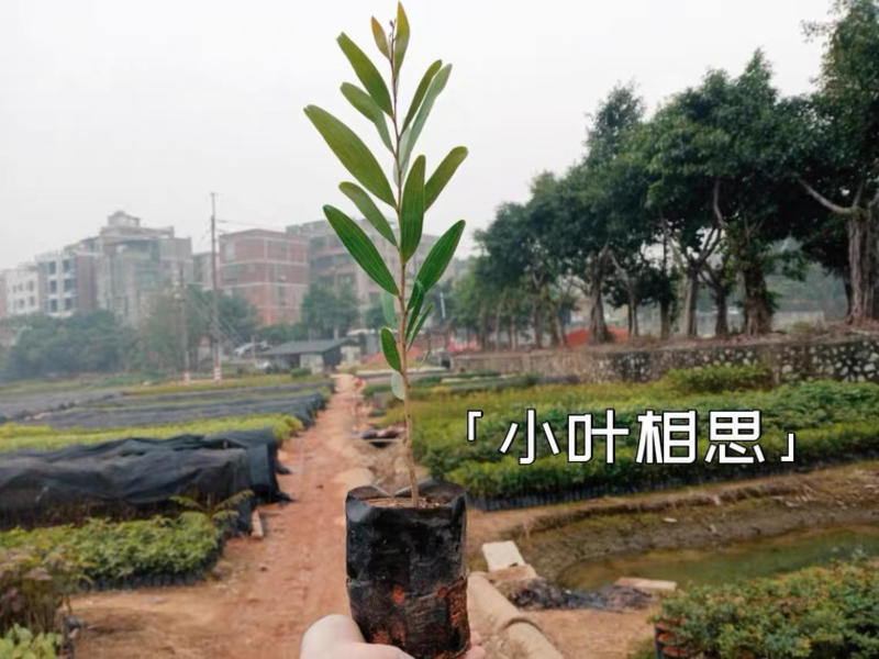 小叶台湾相思树苗山林种植造树品种庭院户外南北适宜易生长