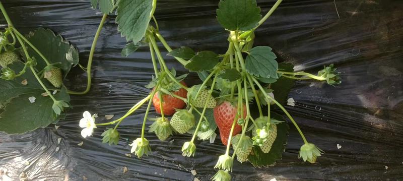 种植户，藏香，久久草莓大量供应