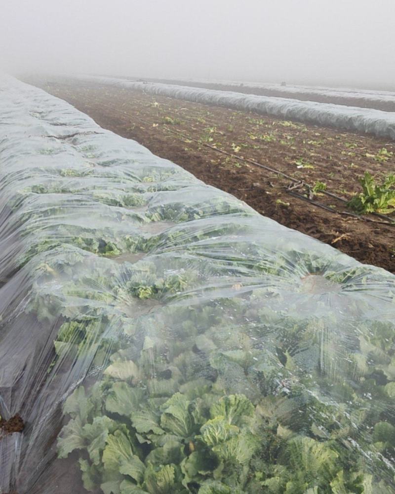 精品油绿大白菜新乡小包大量上市中基地种植大量现货