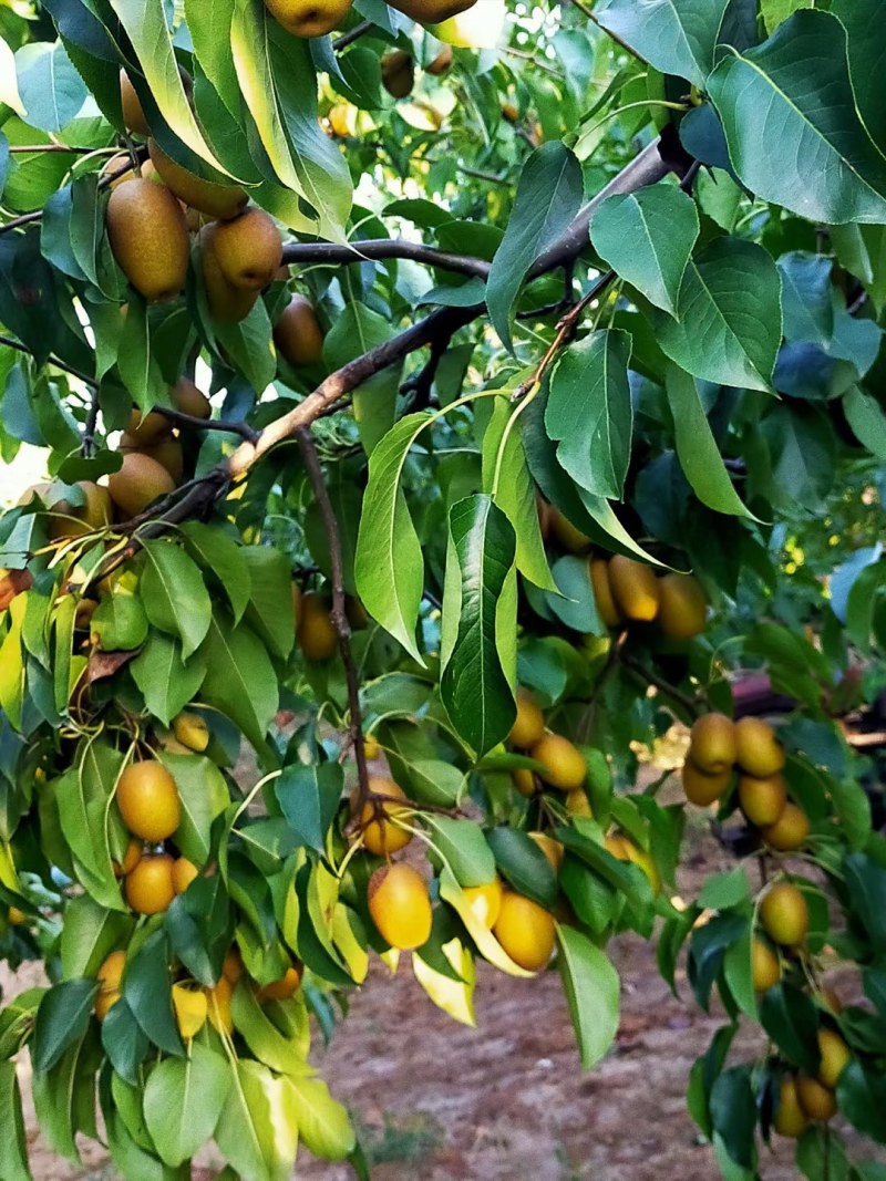 金珠沙梨