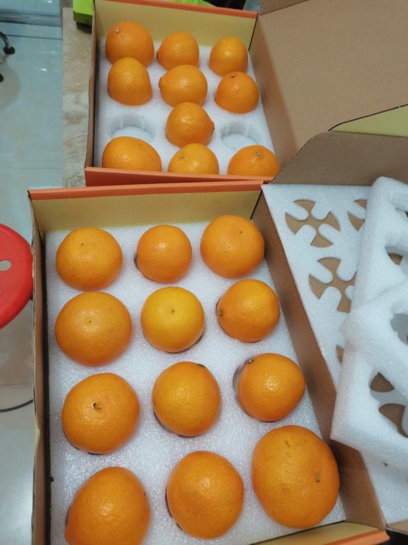 黄美人柑橘枝条，黄美人枝条，精选老熟秋稍，芽囗饱满