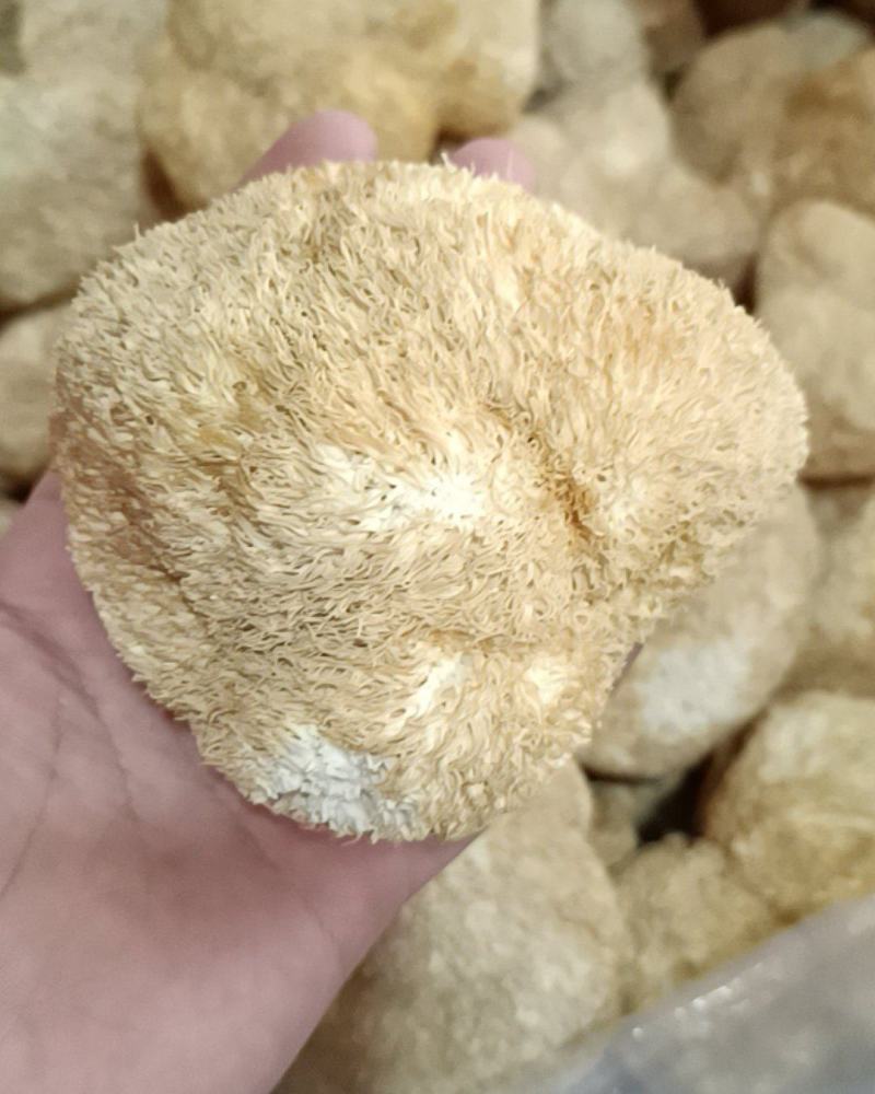2021年新货猴头菇一手货源猴头菇刺猬菌无硫选装