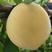 优质金妃黄桃苗，六月初成熟，早熟，糖度高，保证品种质量