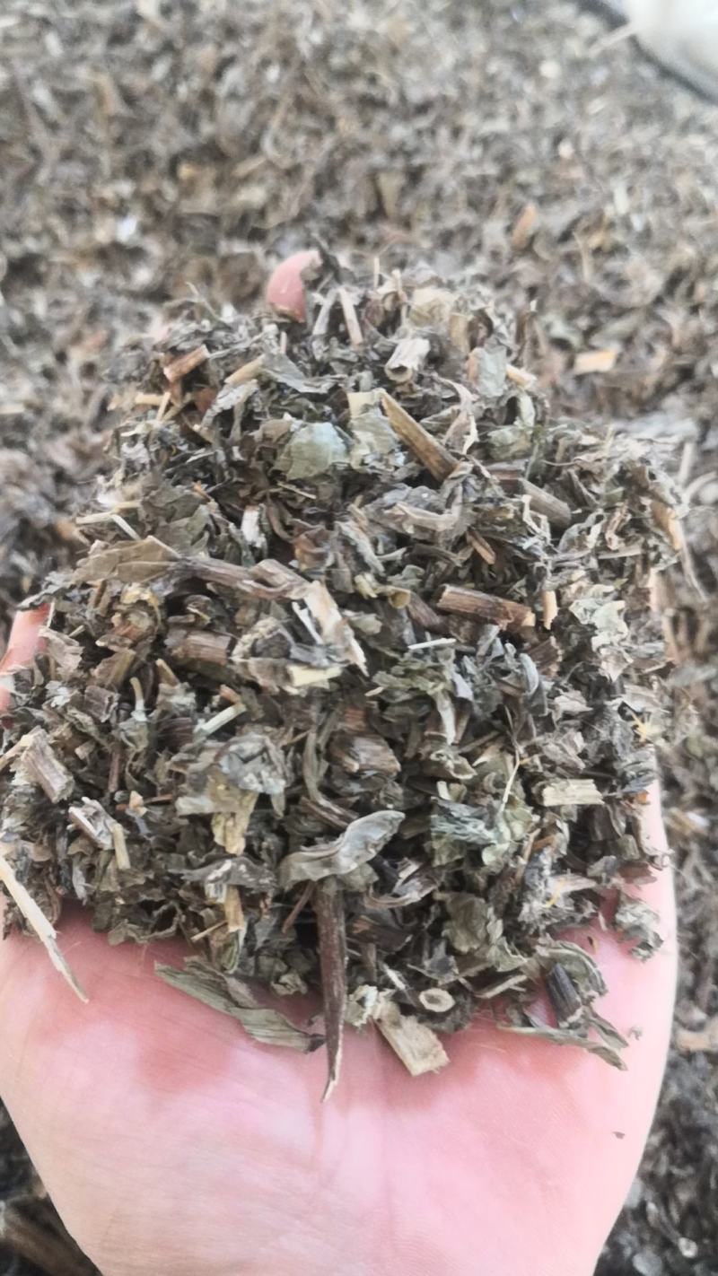 败酱草北败酱草南败酱黄花败酱草白花败酱草苦菜野黄花