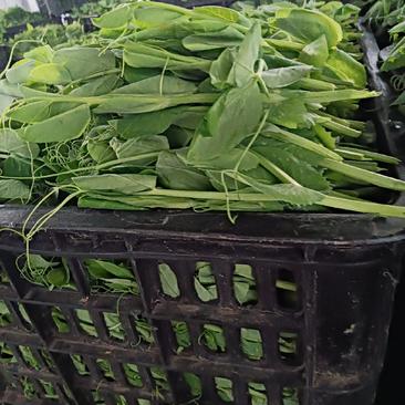 豌豆苗豌豆尖量大价优一手货源，支持视频看产品