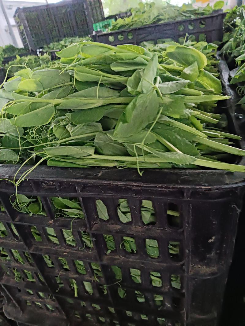 豌豆苗豌豆尖量大价优一手货源，支持视频看产品