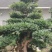 湖北山峡纹母各种规格景观树绿化基地一手货源