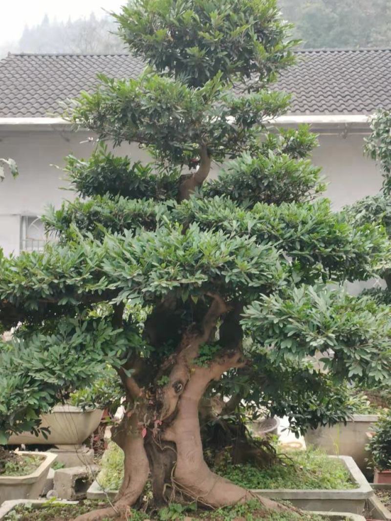 湖北山峡纹母各种规格景观树绿化基地一手货源