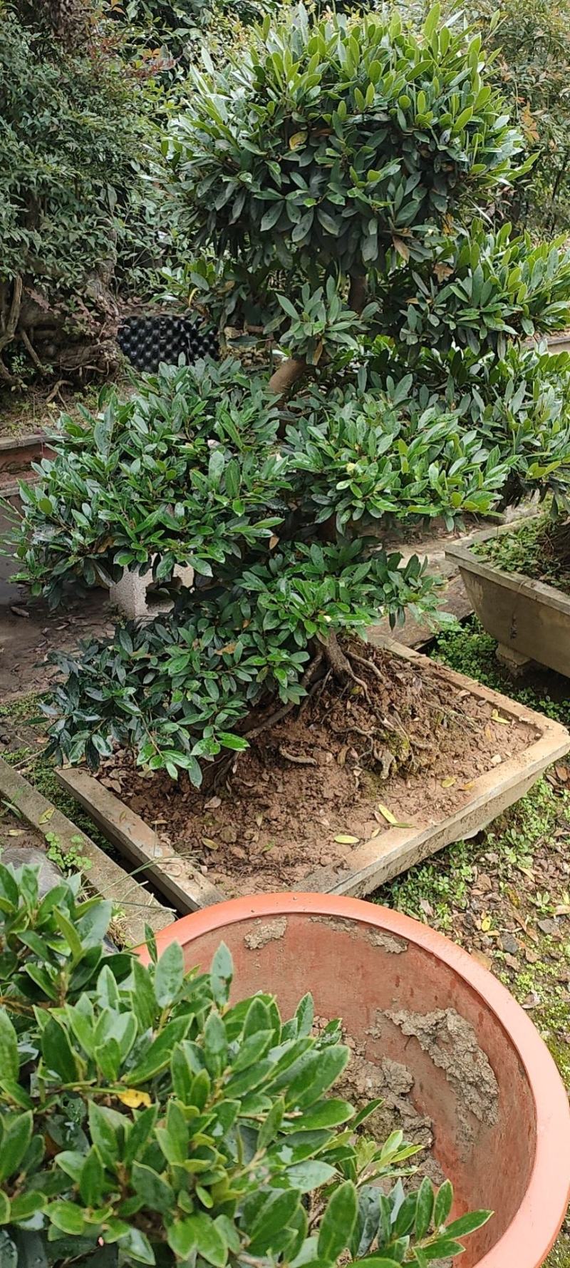 湖北山峡纹母各种规格景观树绿化基地一手货源