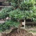 湖北山峡纹母各种规格景观树绿化基地一手货源