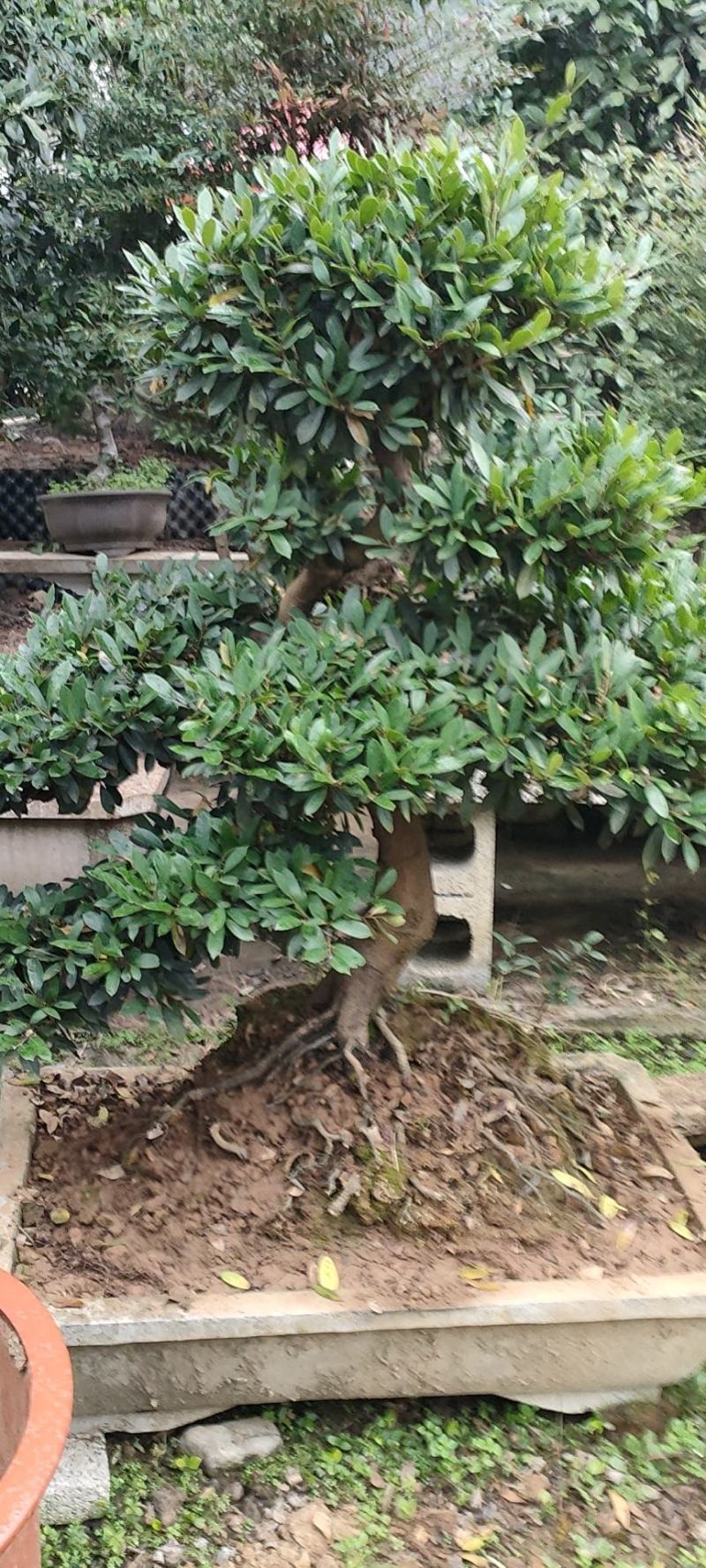 湖北山峡纹母各种规格景观树绿化基地一手货源