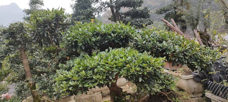 湖北山峡纹母各种规格景观树绿化基地一手货源