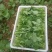 四川油菜苔油菜苔欢迎各位老板采购质量从优