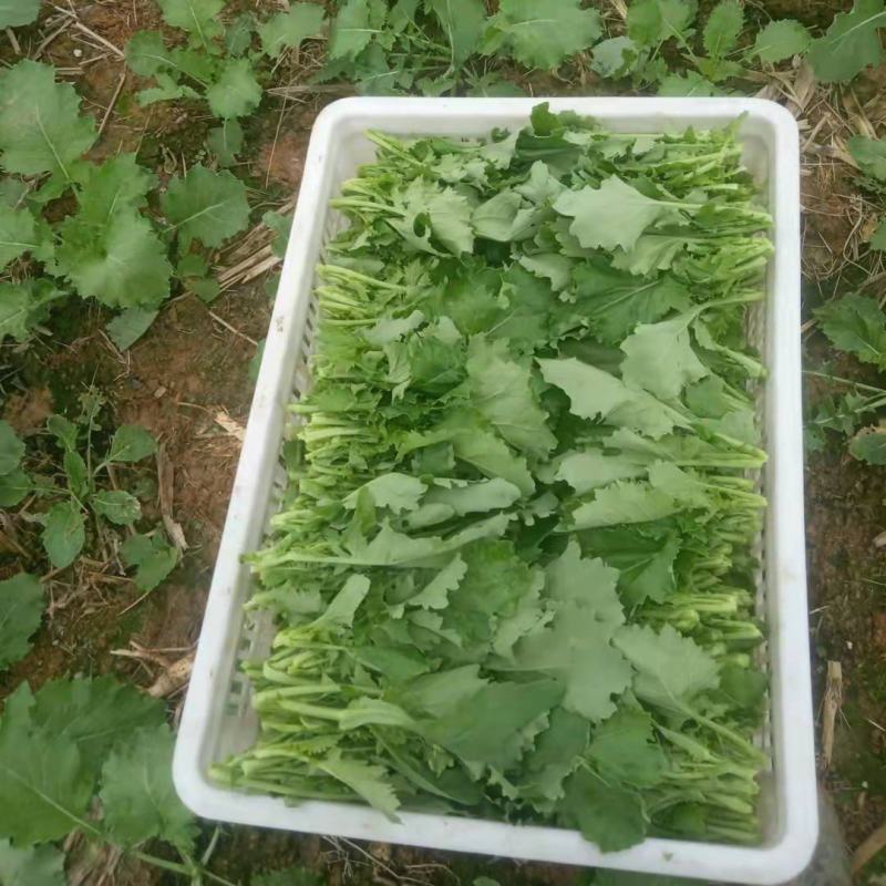 四川油菜苔油菜苔欢迎各位老板采购质量从优