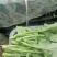 四川油菜苔油菜苔欢迎各位老板采购质量从优