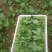 四川油菜苔油菜苔欢迎各位老板采购质量从优