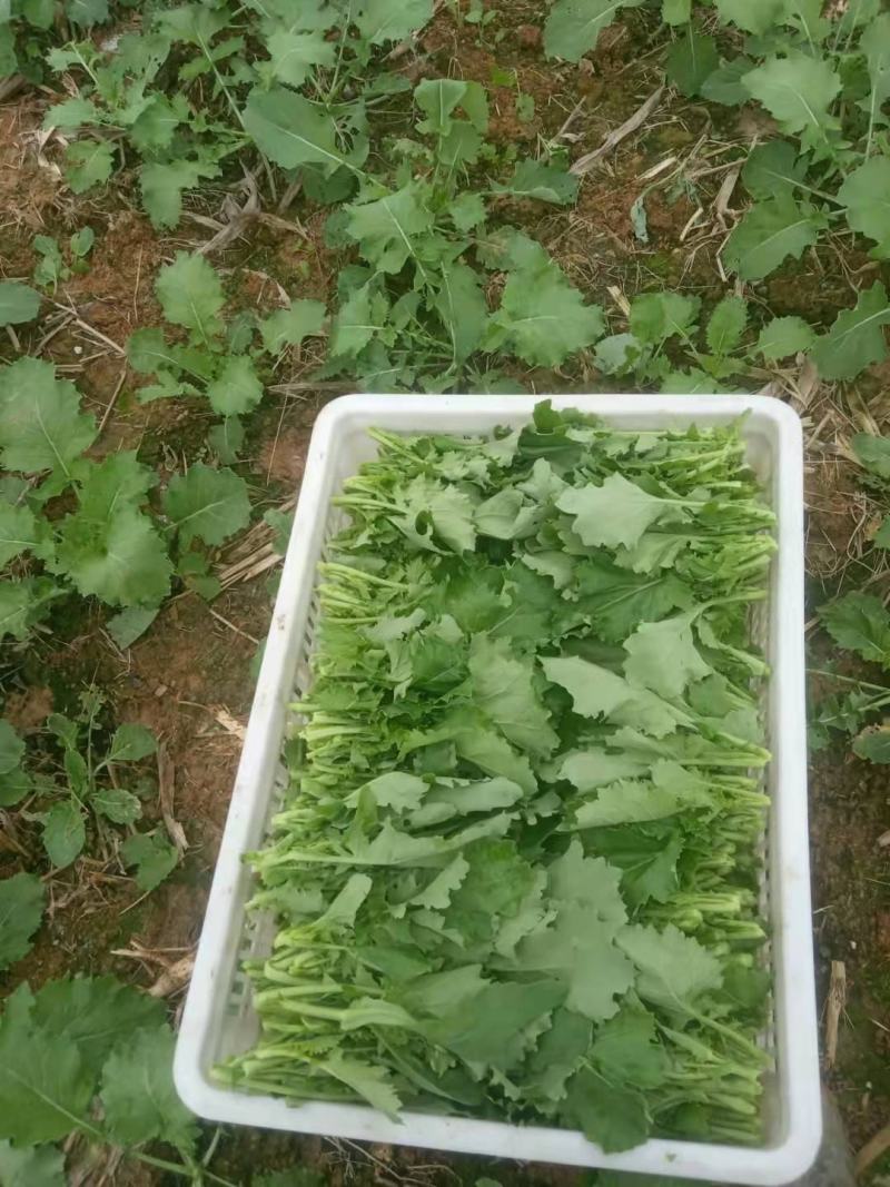 四川油菜苔油菜苔欢迎各位老板采购质量从优