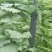 四川油菜苔油菜苔欢迎各位老板采购质量从优