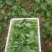 四川油菜苔油菜苔欢迎各位老板采购质量从优
