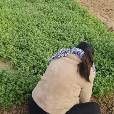 蒜苔