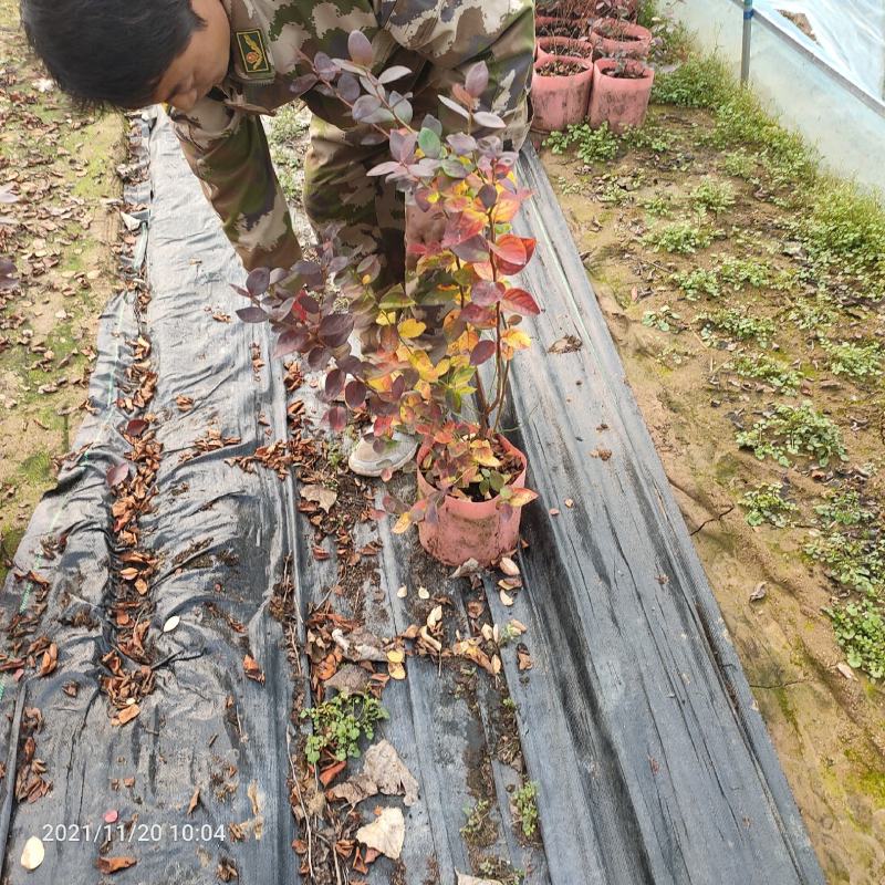 基地出售4年美植袋蓝莓苗大果品种当年挂果