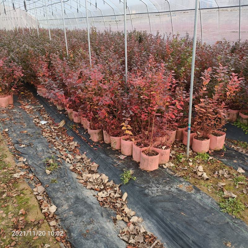 基地出售4年美植袋蓝莓苗大果品种当年挂果