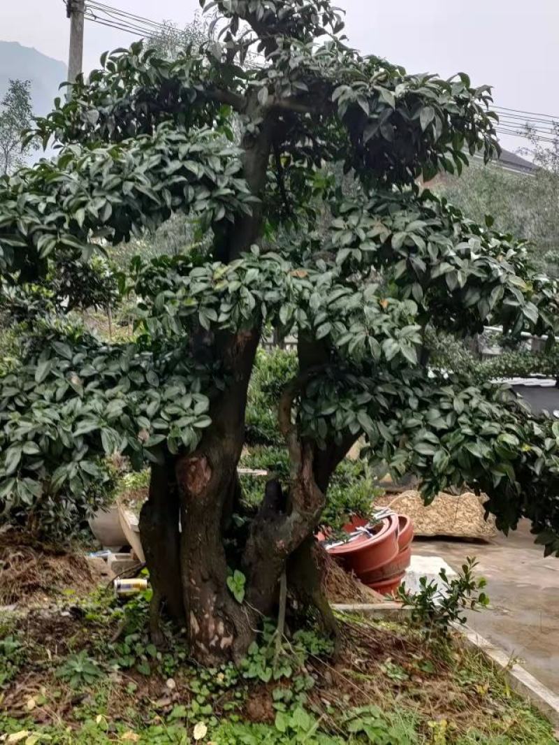 五号血红金蛋子地桩景绿化盆景，景观造型树