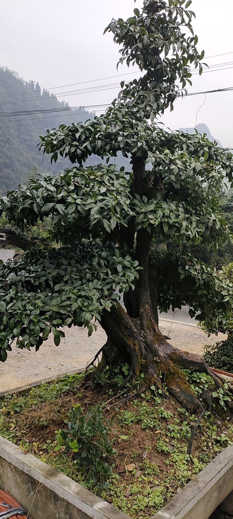 五号血红金蛋子地桩景绿化盆景，景观造型树